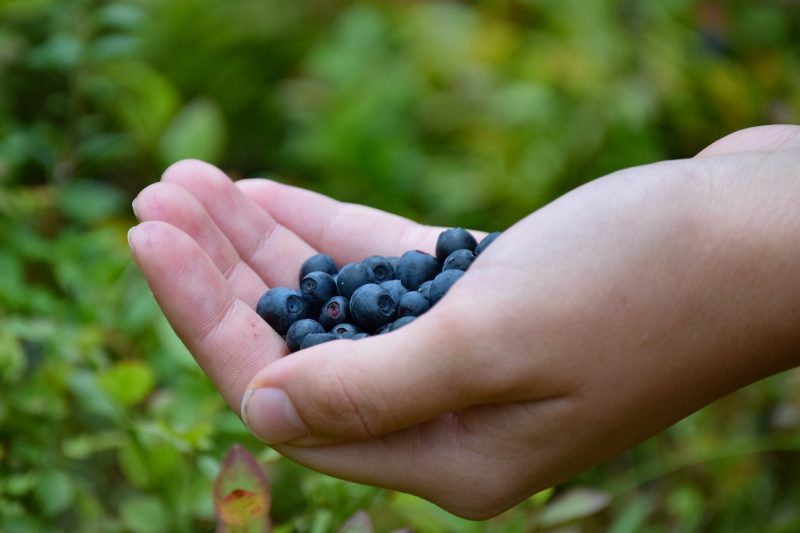 blueberries-1652422_1920